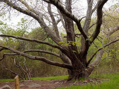 [Tree with huge short trunk and many thick branches starting only several feet off the ground. No leaves yet on the tree.]